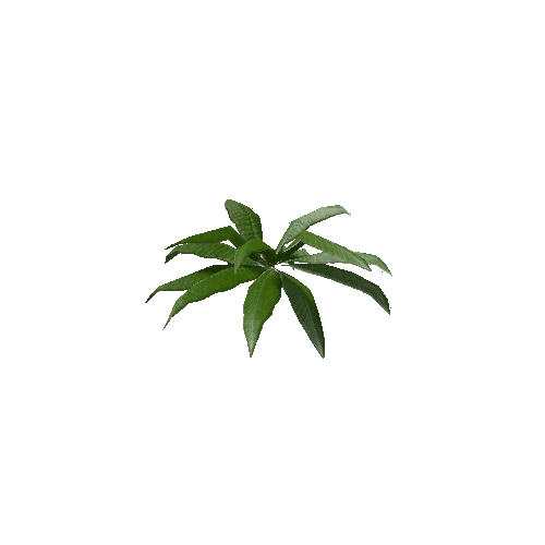 Tropical Plant 3 (Type 2)